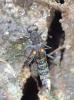 Stenus sp.